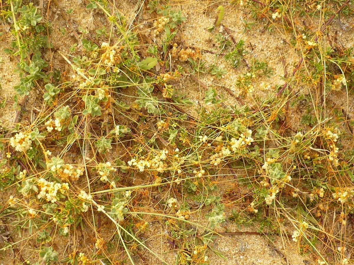 Cuscuta suaveolens (Convolvulaceae)